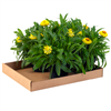 Kraft Corrugated Trays